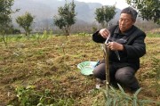 廣西柑橘種植技術員_四川和廣西種植金秋砂糖桔