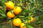 柑橘樹種植管理技術(shù)_有哪些種植管理技術(shù)要點 柑橘樹種植管理技術(shù)_有哪些種植管理技術(shù)要點