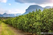 秋季紅蜘蛛病蟲害柑橘_園林植物出現紅蜘蛛
