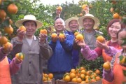 柑橘樹種植的管理技術規程_桔子的讀音