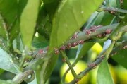 7月份柑橘病蟲害防治技術_溫州蜜柑怎么控夏梢