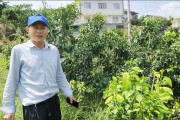 華美柑橘種植技術_華美2號柑桔優缺點