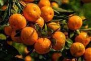 柑橘防病蟲害最好的方法_苯醚甲環唑能治柑橘白癩病嗎