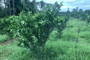 柑橘秋季種植技術管理_如何促進柑橘秋梢老熟