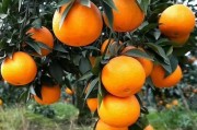 愛媛38號修剪技術_果凍橙成熟時間