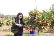 柑橘疏果的種植技術_桔子盆景養殖方法