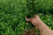 柑橘種植水果技術_柑橘葉子不夠厚不夠油亮