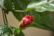 四川紅美人柑橘樹：川蜀大地上的特色柑橘產業致富新密碼