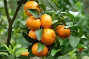 柑橘種植專業技術規范_柚子種植技術