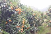 沃柑柑橘果苗種植技術_桔子樹苗移栽幾天能成活啊 沃柑柑橘果苗種植技術_桔子樹苗移栽幾天能成活啊