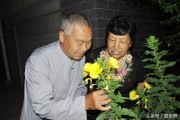 柑橘移栽種植技術視頻_移栽桔子樹葉子黃了