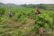 冷水灘柑橘種植技術與管理_湖南永州附近種植什么水果比較好
