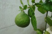 沃柑文案推廣標題吸睛創(chuàng)作指南：10大創(chuàng)意靈感與爆款案例解析