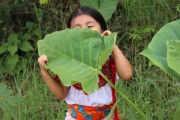 湖南川津1號(hào)柑橘苗：高產(chǎn)栽培技術(shù)與種植管理要點(diǎn)