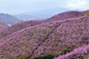 金華源東柑橘種植技術_剛買的柑橘怎么種植
