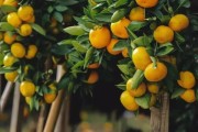 上海柑橘圍土種植技術_四川南充要種植300萬畝晚熟柑橘