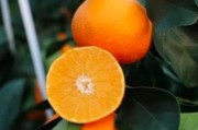日本紅美人柑橘種植技術_愛媛67號橘介紹
