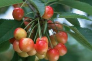 安徽柑橘種植技術_果樹怎樣能降低種植成本