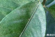 柑橘的種植及技術管理_桔子樹的種植方法