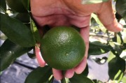 明日見柑橘什么種植技術_今年柑橘苗什么品種價格會飆升