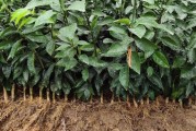柑橘苗木種植管理技術_廣柑種植技術與管理