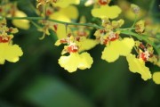 春見桔種植技術（春見柑橘的功效與作用）