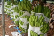 柑橘種植彎枝技術_沙糖桔長枝掛果好還是短枝掛果好