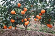 基層紅美人柑橘種植技術_丑美人柑橘種植規格