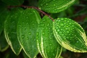 四川甜甜柑橘：天府之國饋贈的爆汁珍寶，邂逅一口果香四溢的甜蜜盛宴