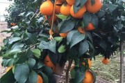 紅美人柑橘露天種植技術_能否采用遮陰棚降低光照和溫度