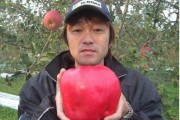 日本柑橘種植技術PPT_椪柑和春柑有什么區別