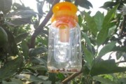 柑橘水平種植技術要點是什么_農村柑橘園灌水有哪些方法