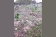 仁懷柑橘種植技術價格_想回家發展種植業