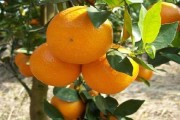 柑橘種植修剪技術全過程_柚子夏梢枝條修剪技術