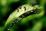 柑橘葉甲種植技術_柑橘開花時有些藥劑不宜使用