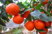 露天紅美人柑橘種植技術_湖北紅美人主產地