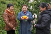 柑橘幼苗種植栽培技術_金蟬怎么養(yǎng)殖幼苗