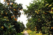 湖南懷化柑橘種植技術要點_懷化盛產什么水果