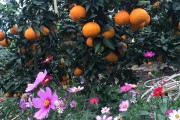象山紅美人柑橘 種植技術_無核蜜桔植時間