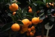 果樹柑橘種植技術(shù)_柑橘嫁接如何科學選擇砧木