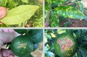 種植柑橘新技術是什么_愛媛68號黃美人種植技術