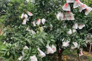 柑橘十月份種植技術和管理_5月柑橘打什么藥 柑橘十月份種植技術和管理_5月柑橘打什么藥