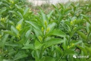 掛果的柑橘種植管理技術_柑橘疏花疏果重要性及怎樣進行疏花疏果