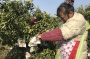 中山柑橘種植技術視頻教程_三歲男孩子應該有多高