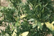 柑橘種植技術交流群_地攤生意賺大錢的有哪些
