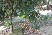 專業柑橘種植技術_柑橘幼樹如何施肥