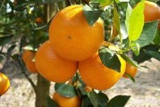 愛媛柑橘種植管理技術_愛媛和沃柑哪種更耐寒