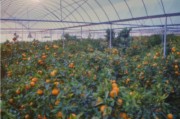 柑橘種植管理技術直播現場_甘桔樹一年四季的管理方法