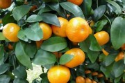 臍橙保花保果農(nóng)藥最佳配方(橙子保花保果用什么藥) 臍橙保花保果農(nóng)藥最佳配方(橙子保花保果用什么藥)