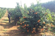 柑橘地苗的種植技術_果農種植6畝柑桔能否申請設施農用地